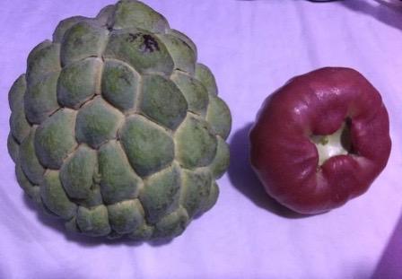 敢问各位大佬释迦和莲雾是夫妻果吗