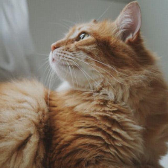 为什么会有好奇害死猫这个说法？