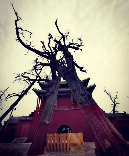 重磅发现!这个姓人口6000万,竟源自山海经最神秘的通天太阳神树 - 知乎