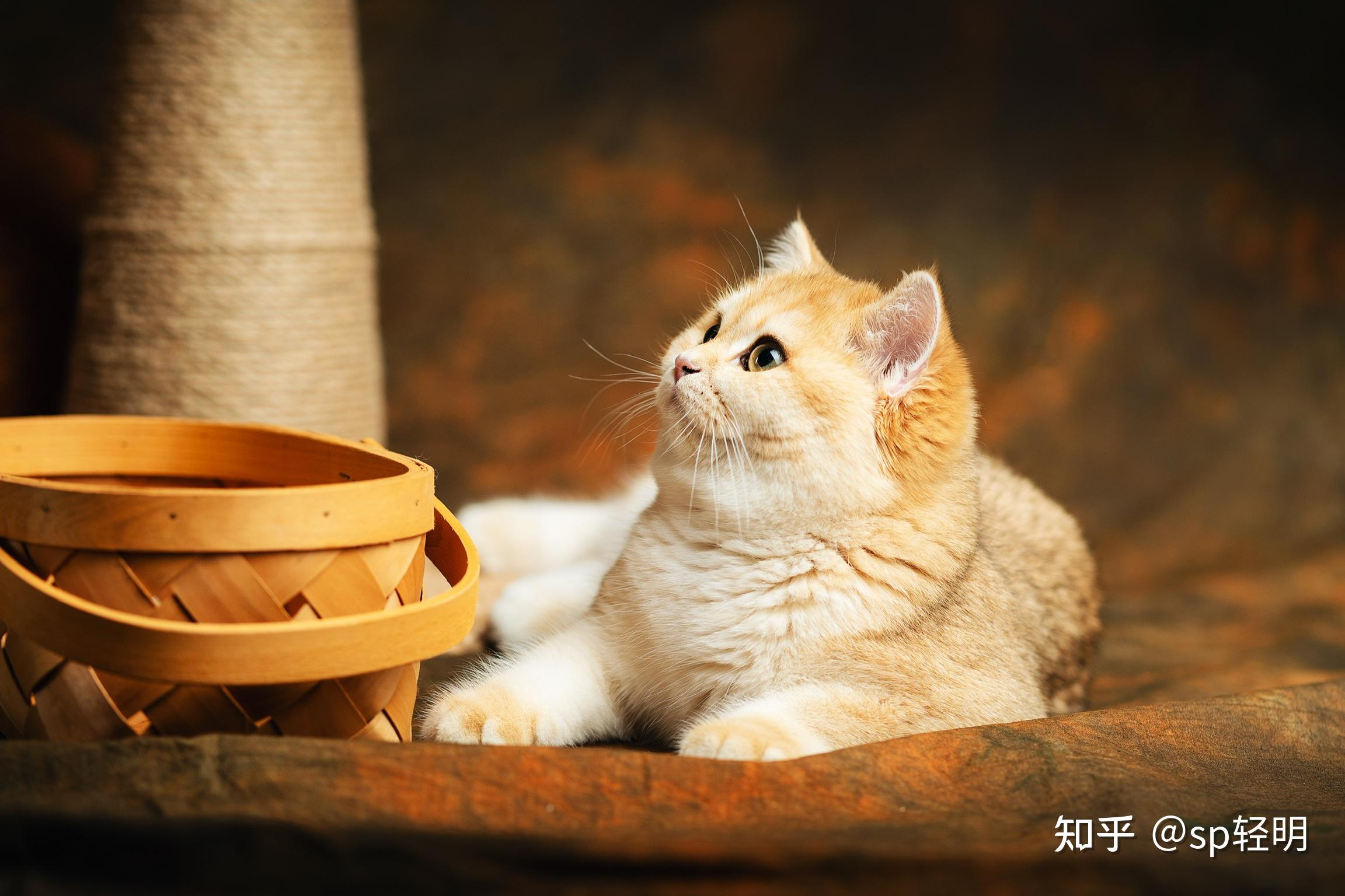 你们的金渐层都是多少钱买的? - 知乎