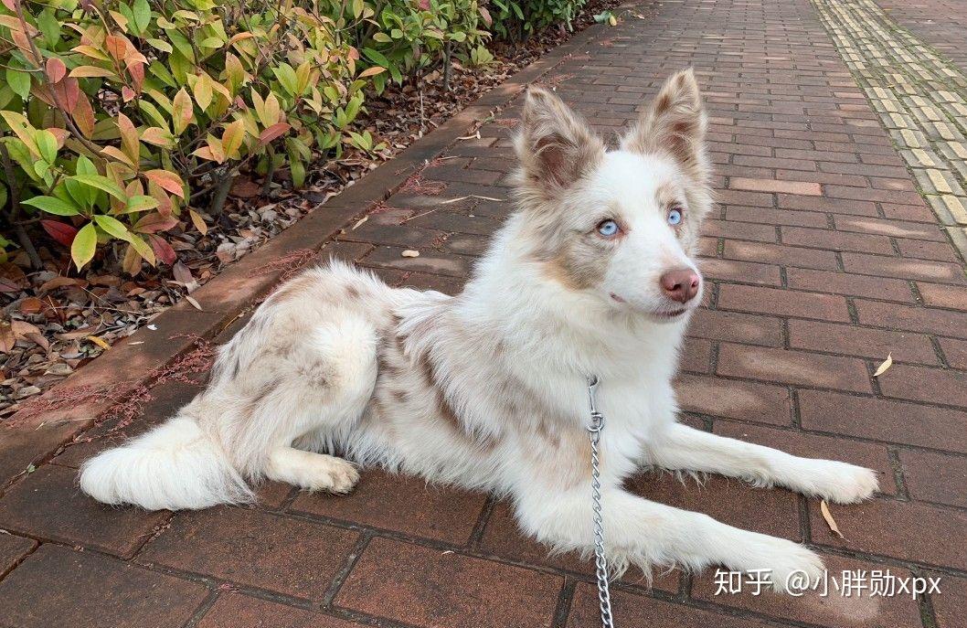 金毛边牧(金边)有多好看,多帅气? - 知乎