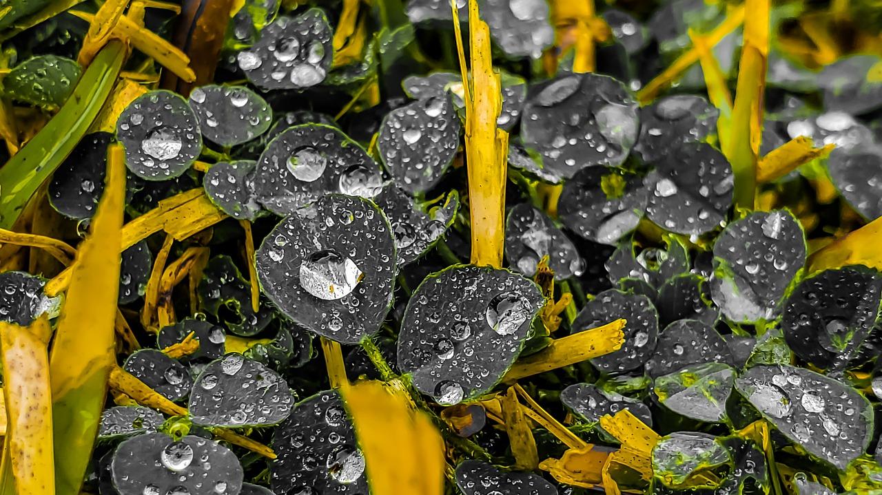 新绿季节 怎么样