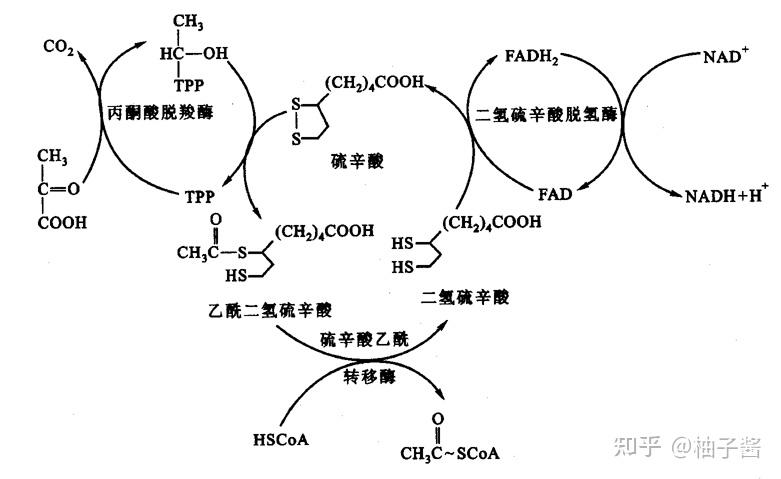 有氧呼吸只能分解葡萄糖嗎