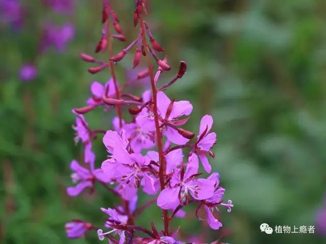 柳兰|你,是最绝色的伤口 - 知乎