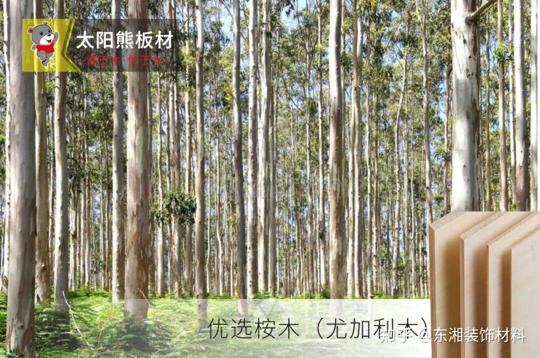 知识,优质全桉板材的特性及用途概述! - 知乎