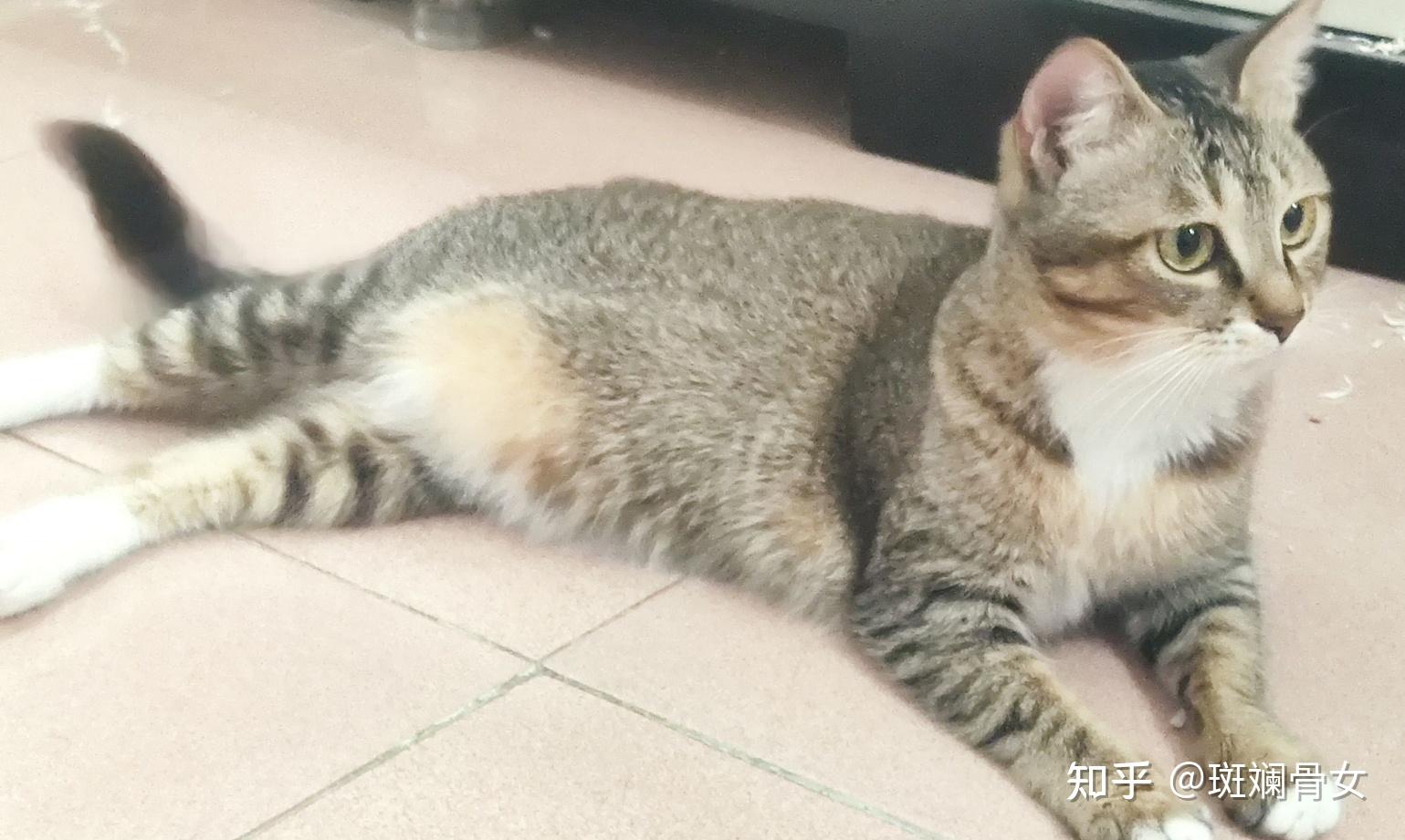 养雀猫麻猫是一种怎样的体验