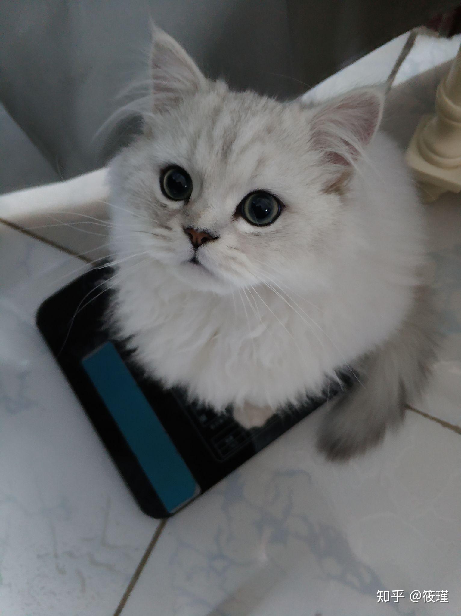 银渐层返祖猫与正常银渐层怎么选呢?急求? - 知乎