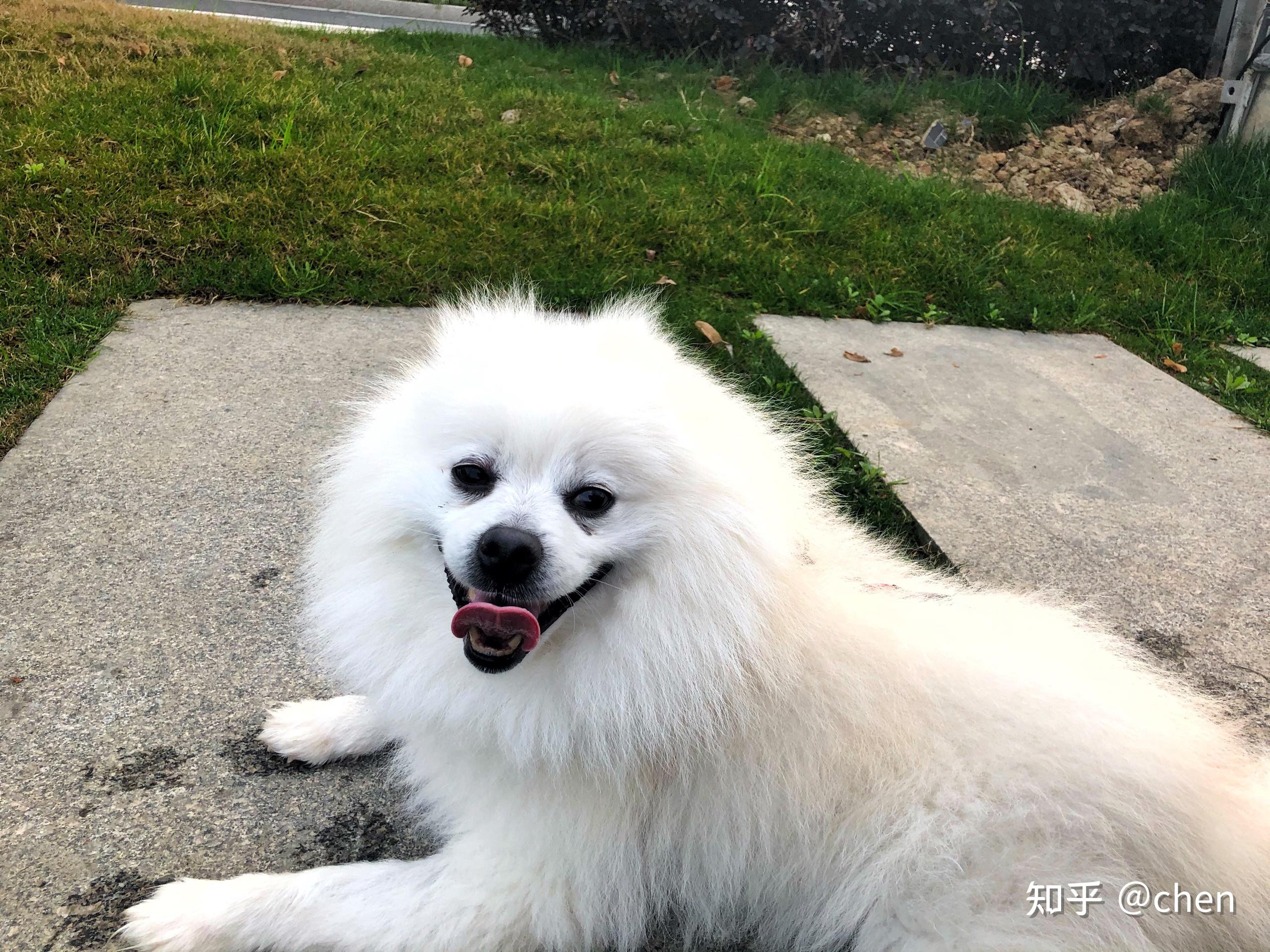 纯种博美和串串博美哪个更好养? - 知乎