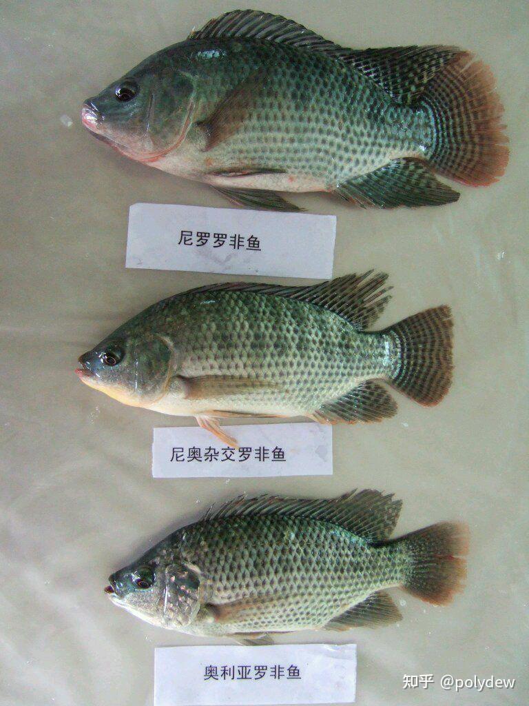 太阳鱼罗非鱼之间的区别有哪些?