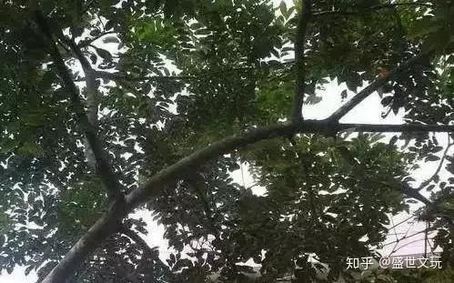 海南黄花梨糠梨与油梨、野生料与人工种植的区别 - 知乎