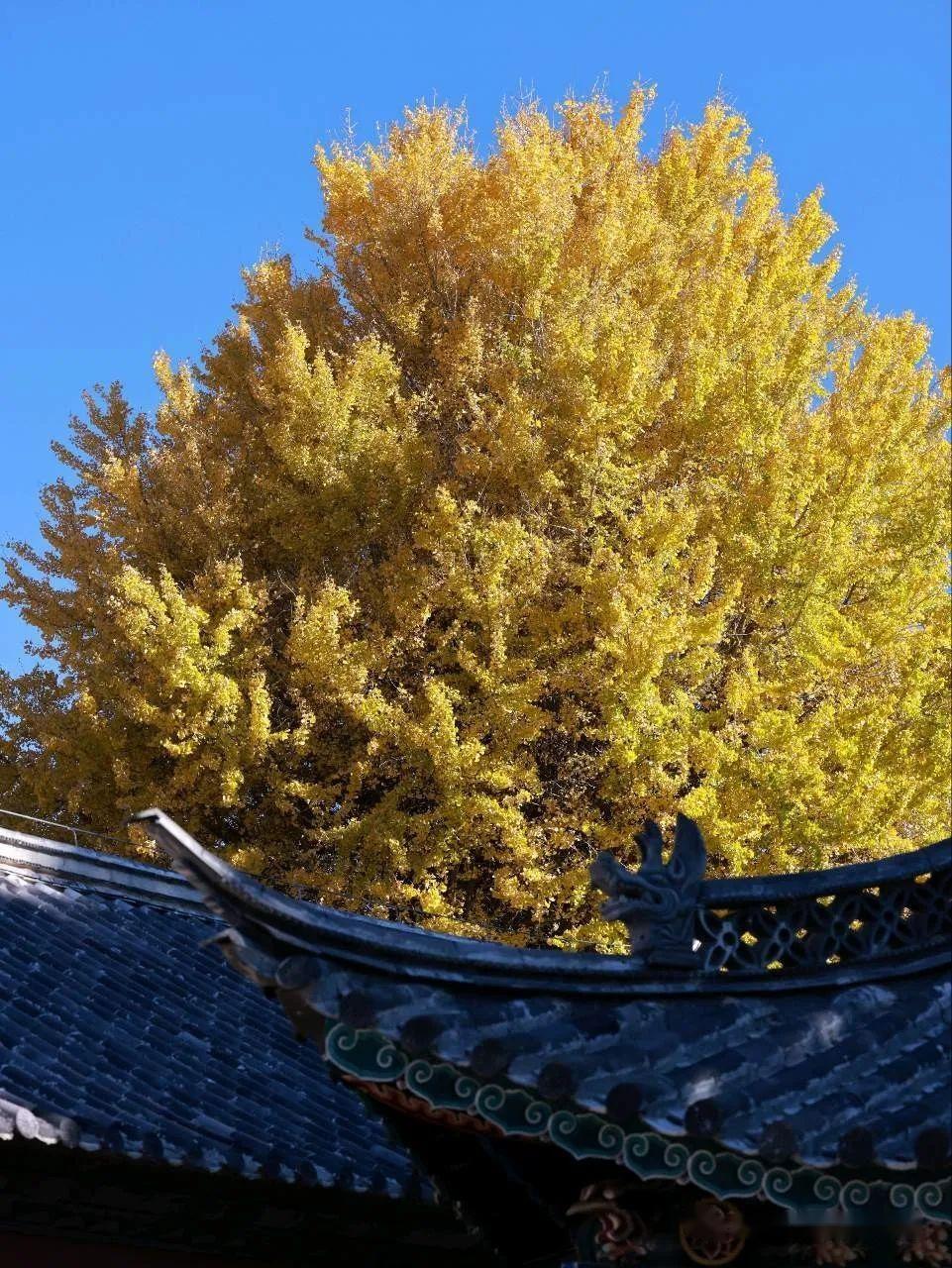 云南大理的凤羽镇怎么样?有什么游览攻略分享? - 知乎