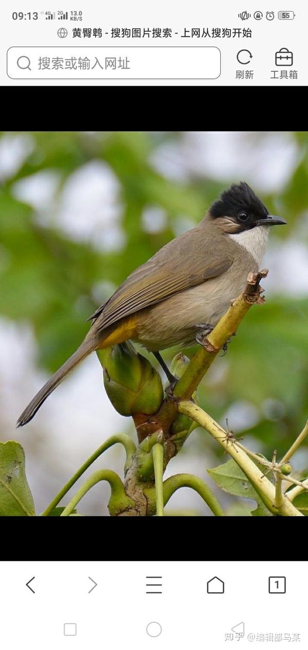 日常生活中常见但不知名的鸟类有哪些?