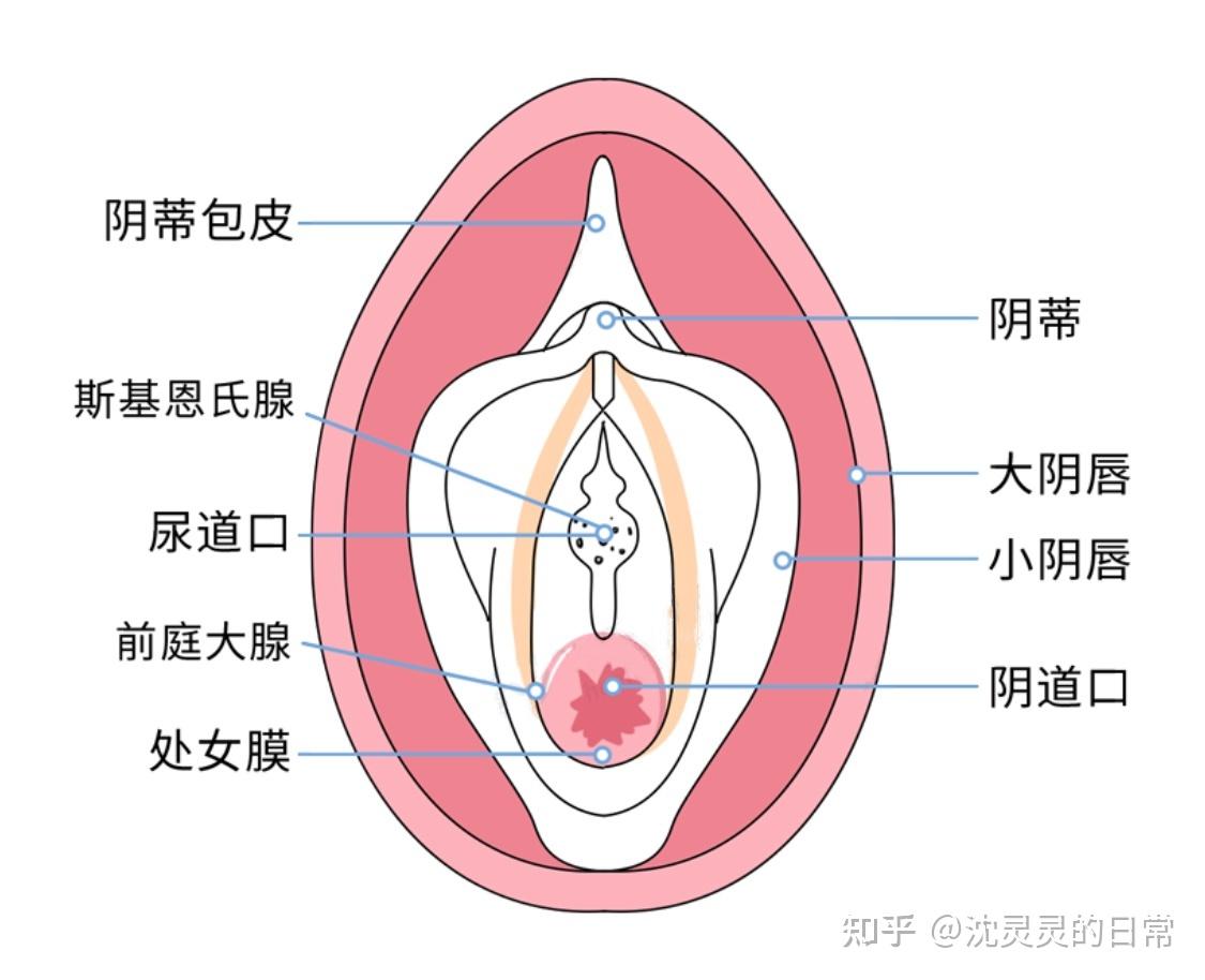 处女膜 