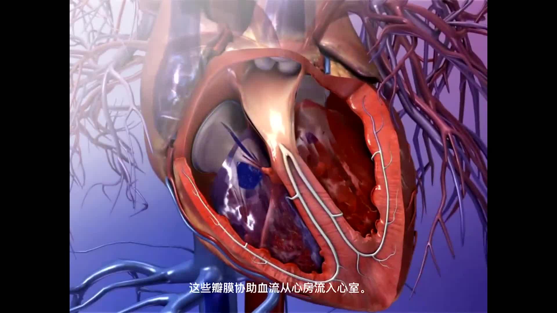 心脏解剖方法和顺序?