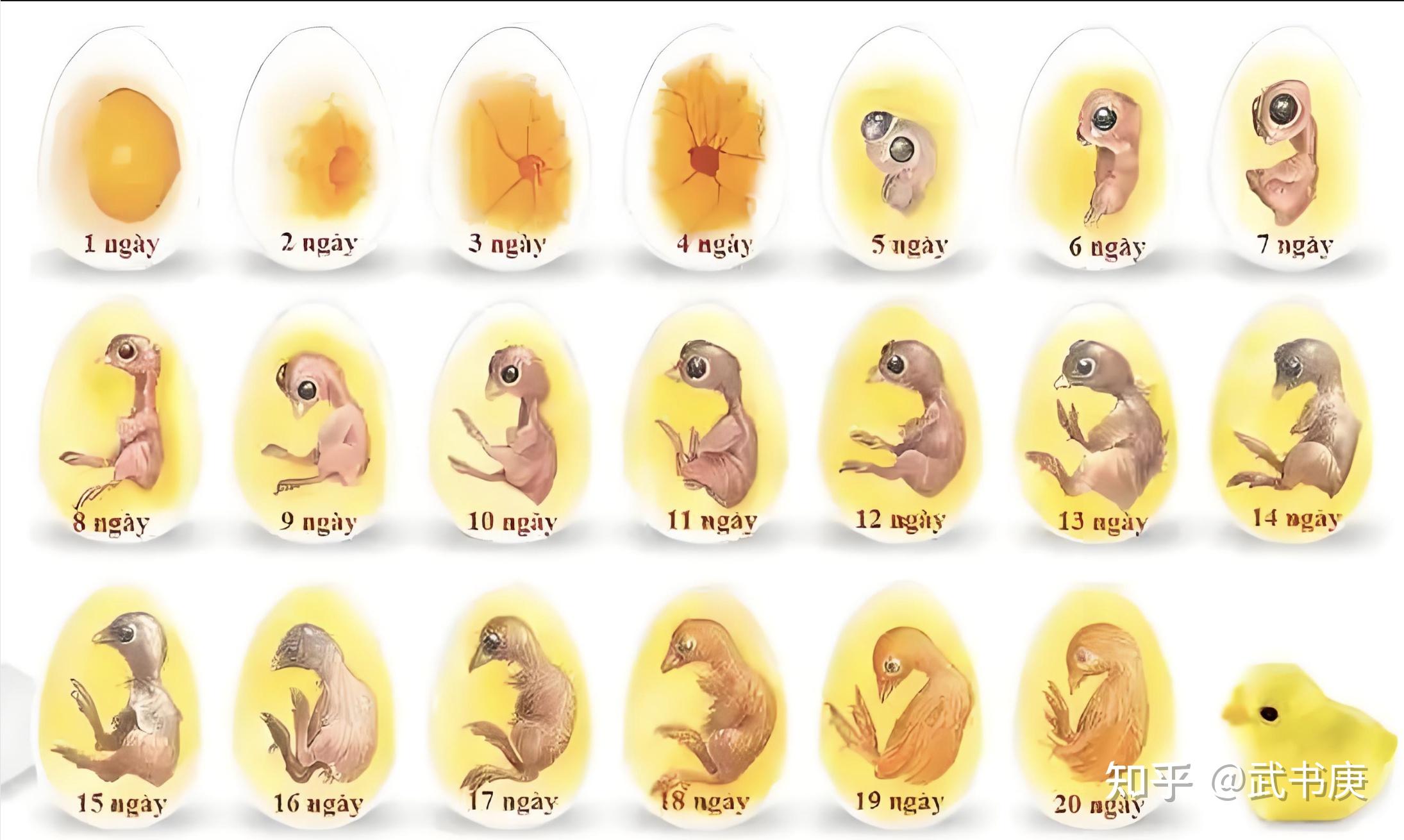 孵化鸡蛋几天照蛋合适呢为什么呢