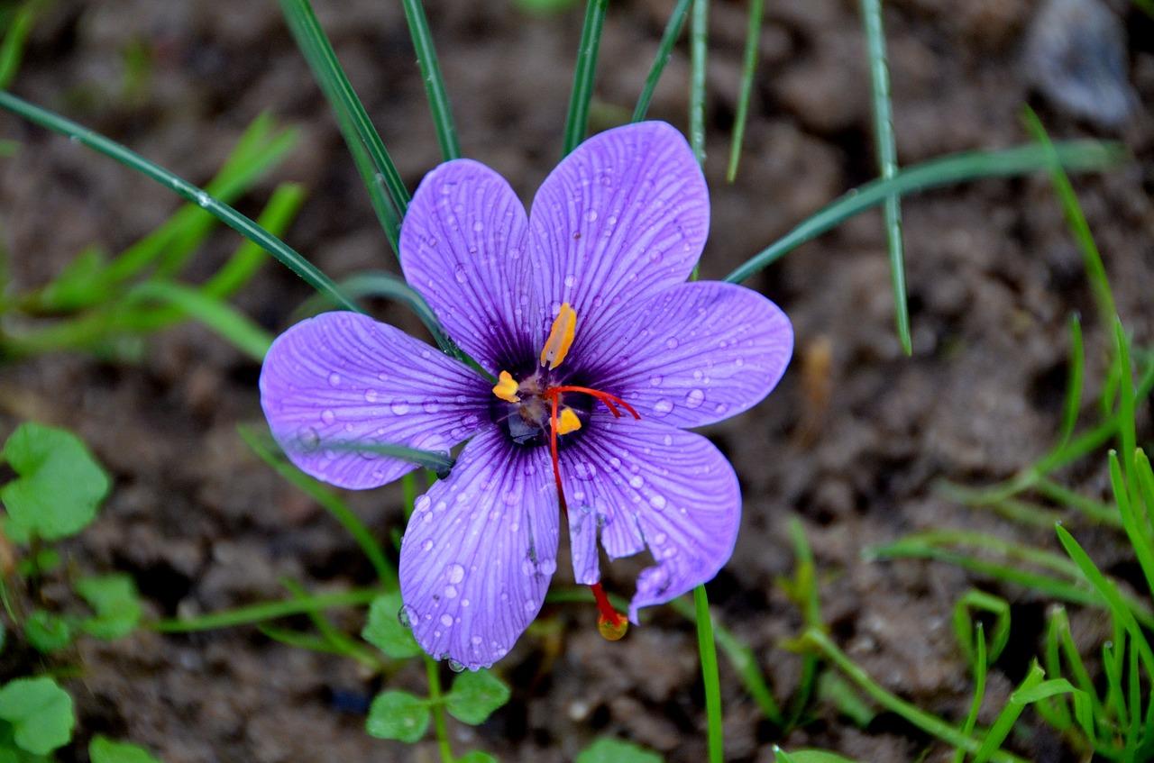 藏红花什么人可以吃