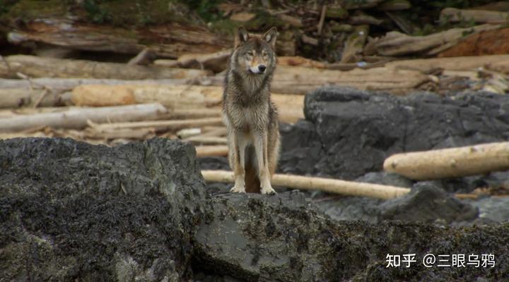 如果将 20 只狼和 500 只鹿放进同一孤岛，最后谁能活下来？