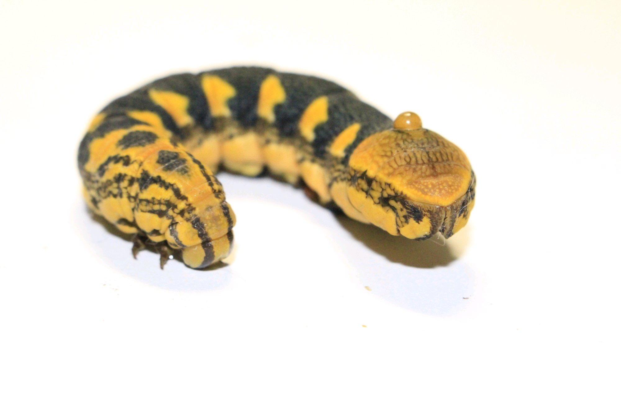 身体像毛毛虫,很粗.碰它的时候,它的尾部会立起来像蛇头一样.