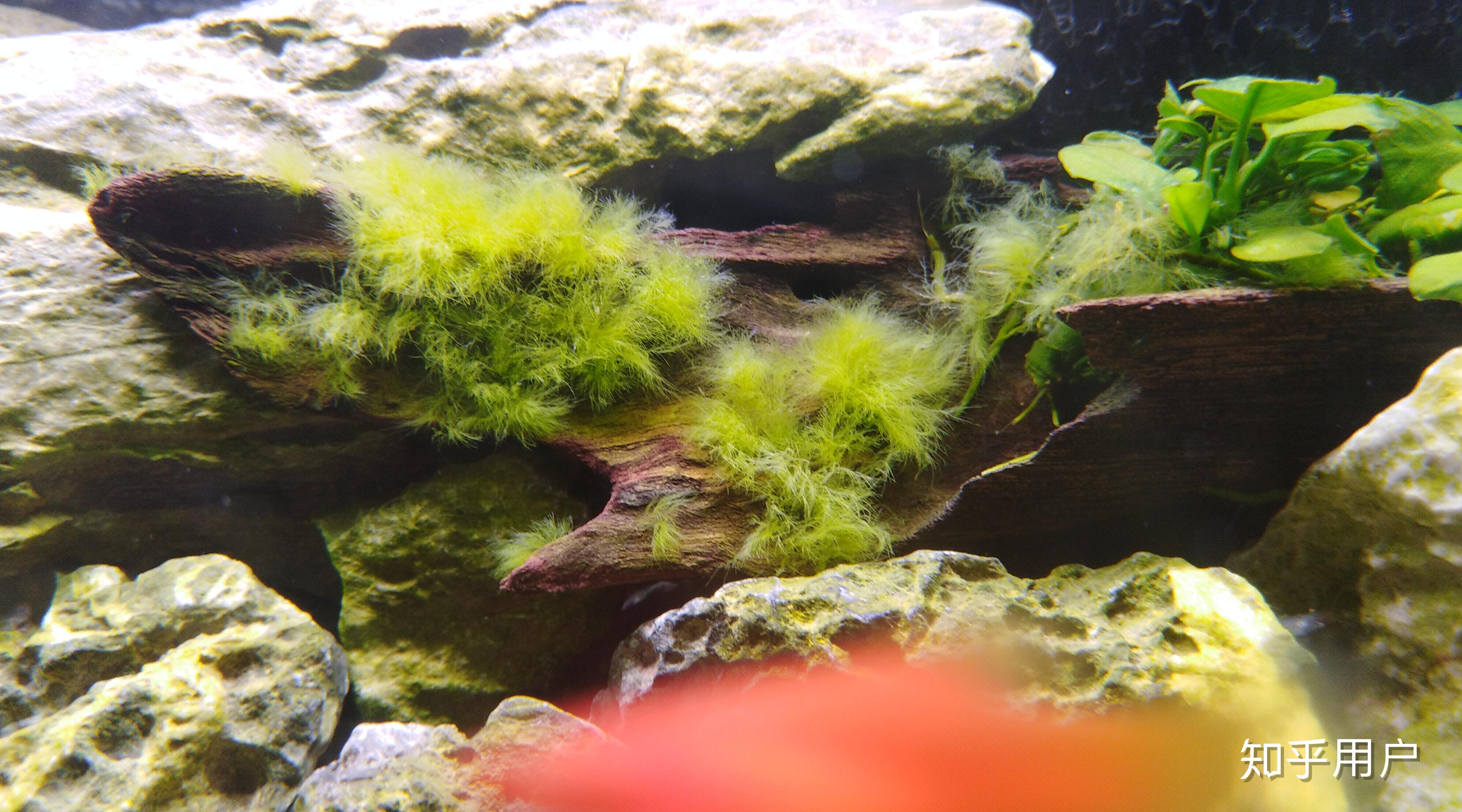 图中藻类是否为刚毛藻如果不是那麼它是什麼