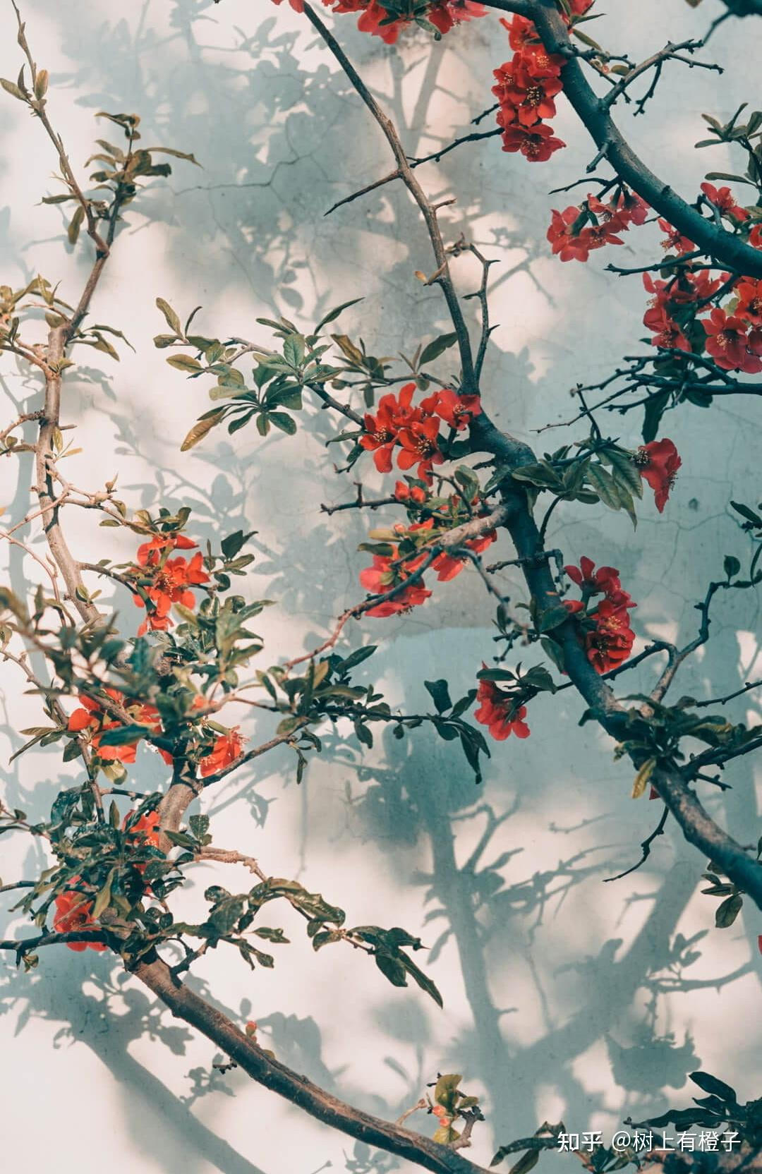 文艺温柔的短句有意境的绝美文案