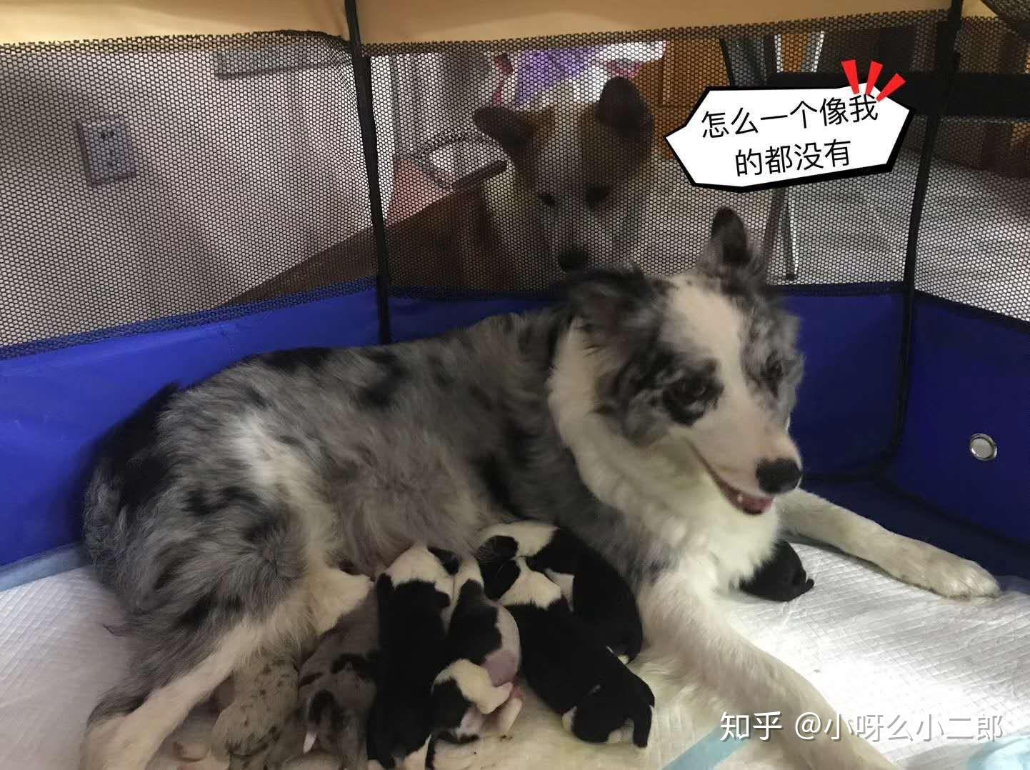 有人养过边牧和柯基的混血吗? - 知乎