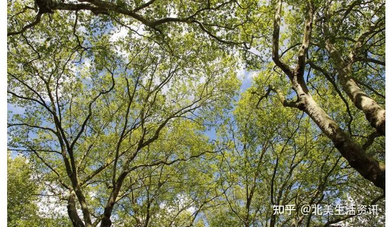 你知道吗?枫树居然有20种,分门别类了解一下! - 知乎