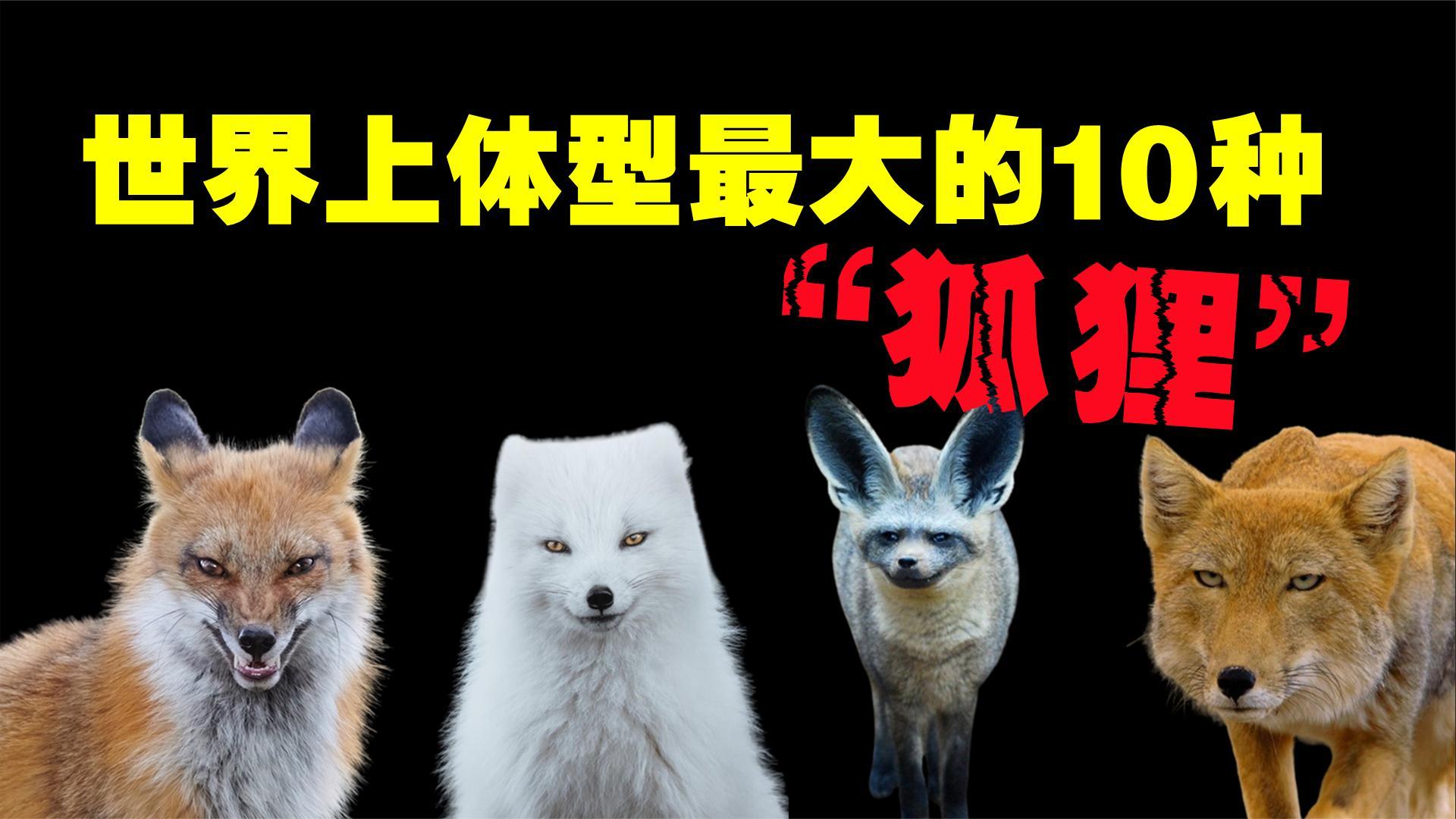 世界上体型最大的10种狐狸赤狐的可怕程度要远超我们的认知
