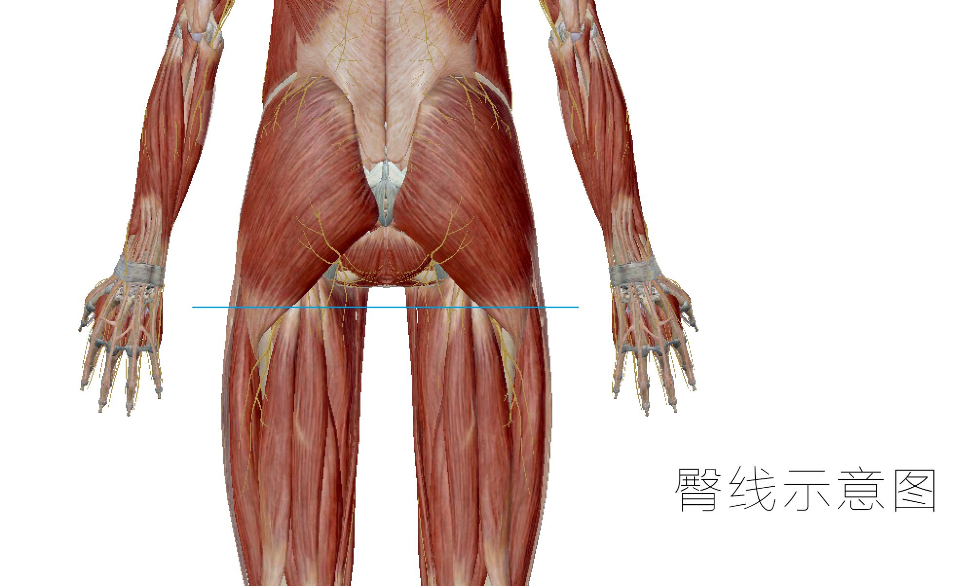 大腿前侧的肌肉过于发达怎么办