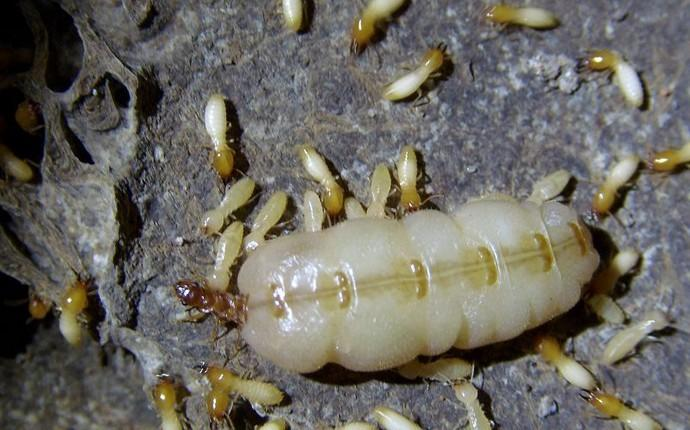 蚁后——白蚁王国的真正统治者,看似风光,却是一辈子