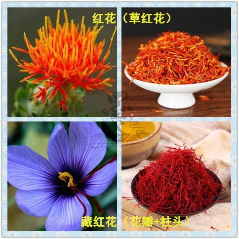 藏红花与红花草红花的区别