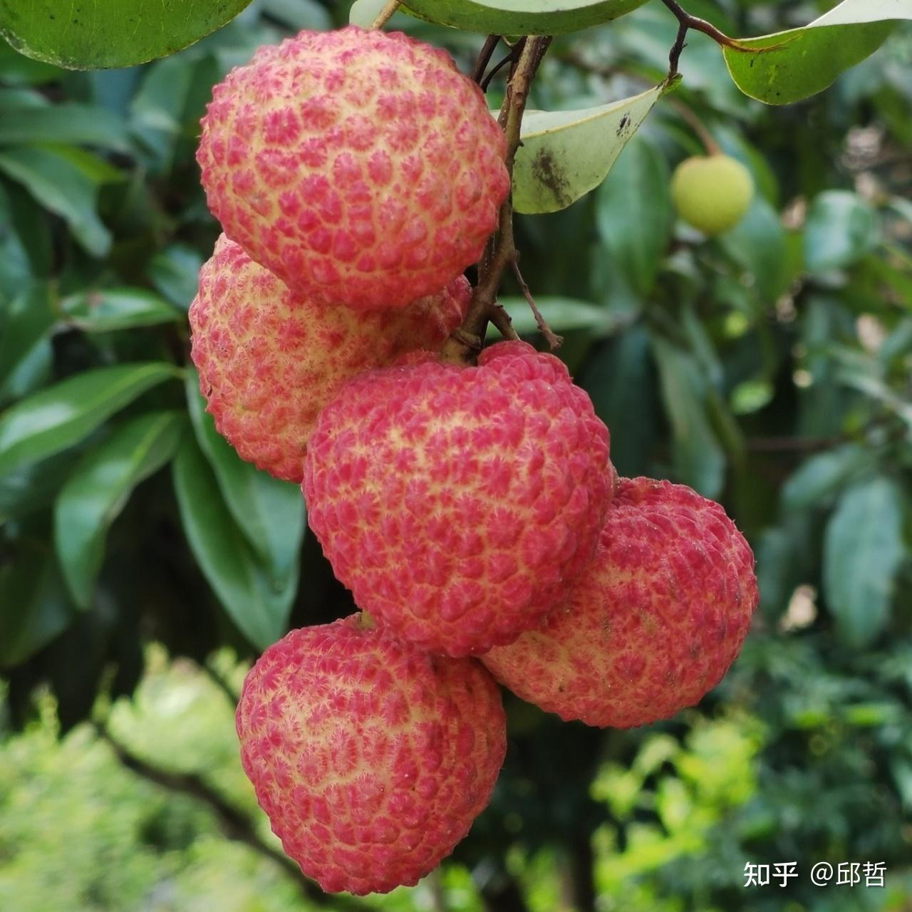 荔枝的品种、区别、挑选、食用、注意事项及保鲜方法 - 知乎