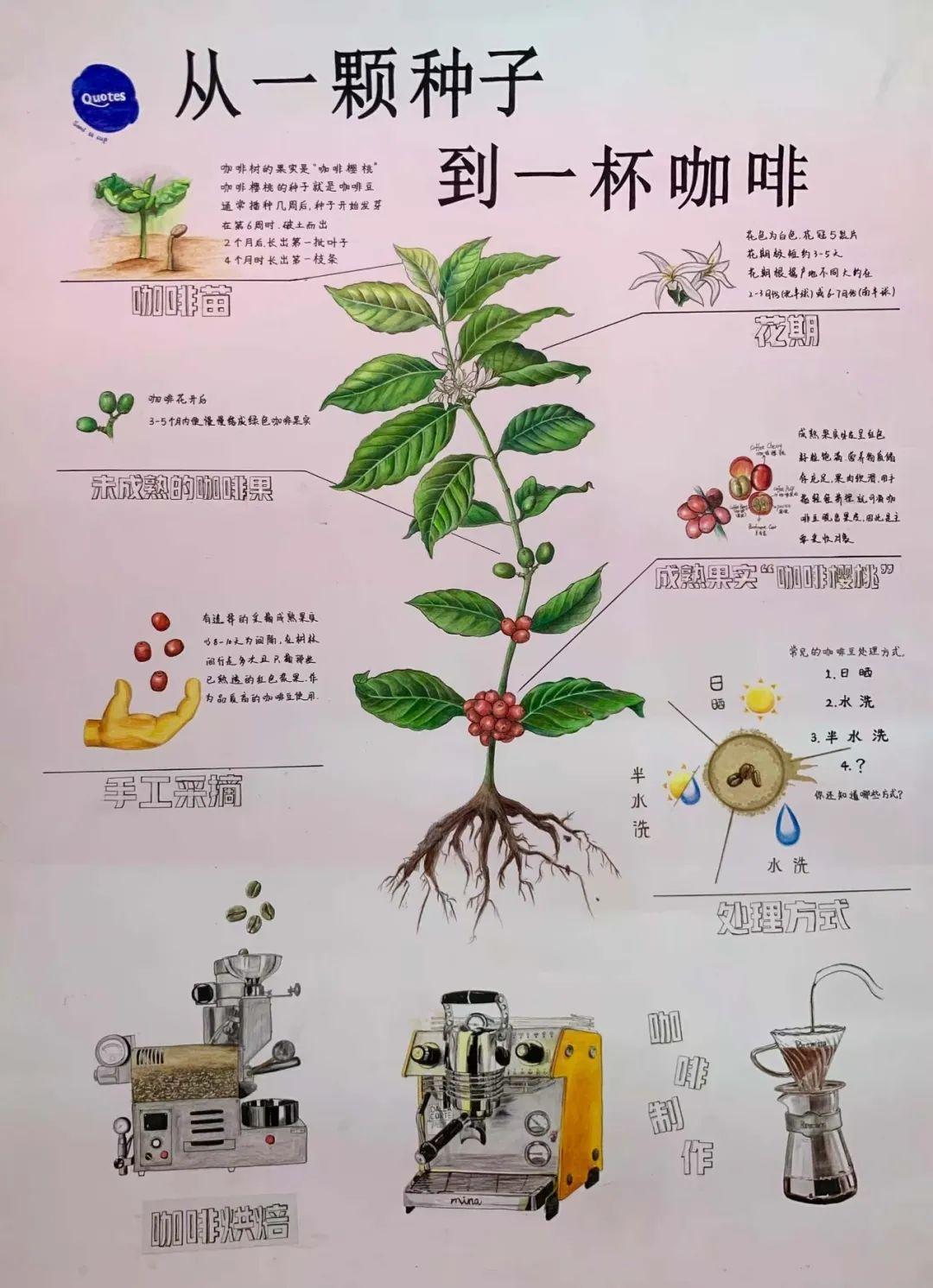 咖啡价格飙升，云南咖农为啥仍忧心忡忡？ - 知乎