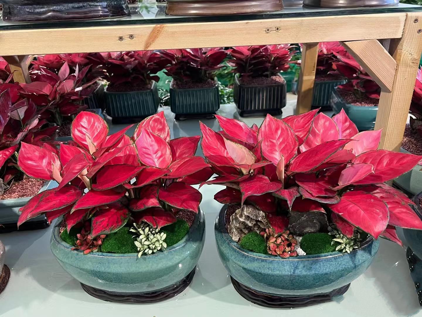 办公室会议桌该放什么绿植比较好?