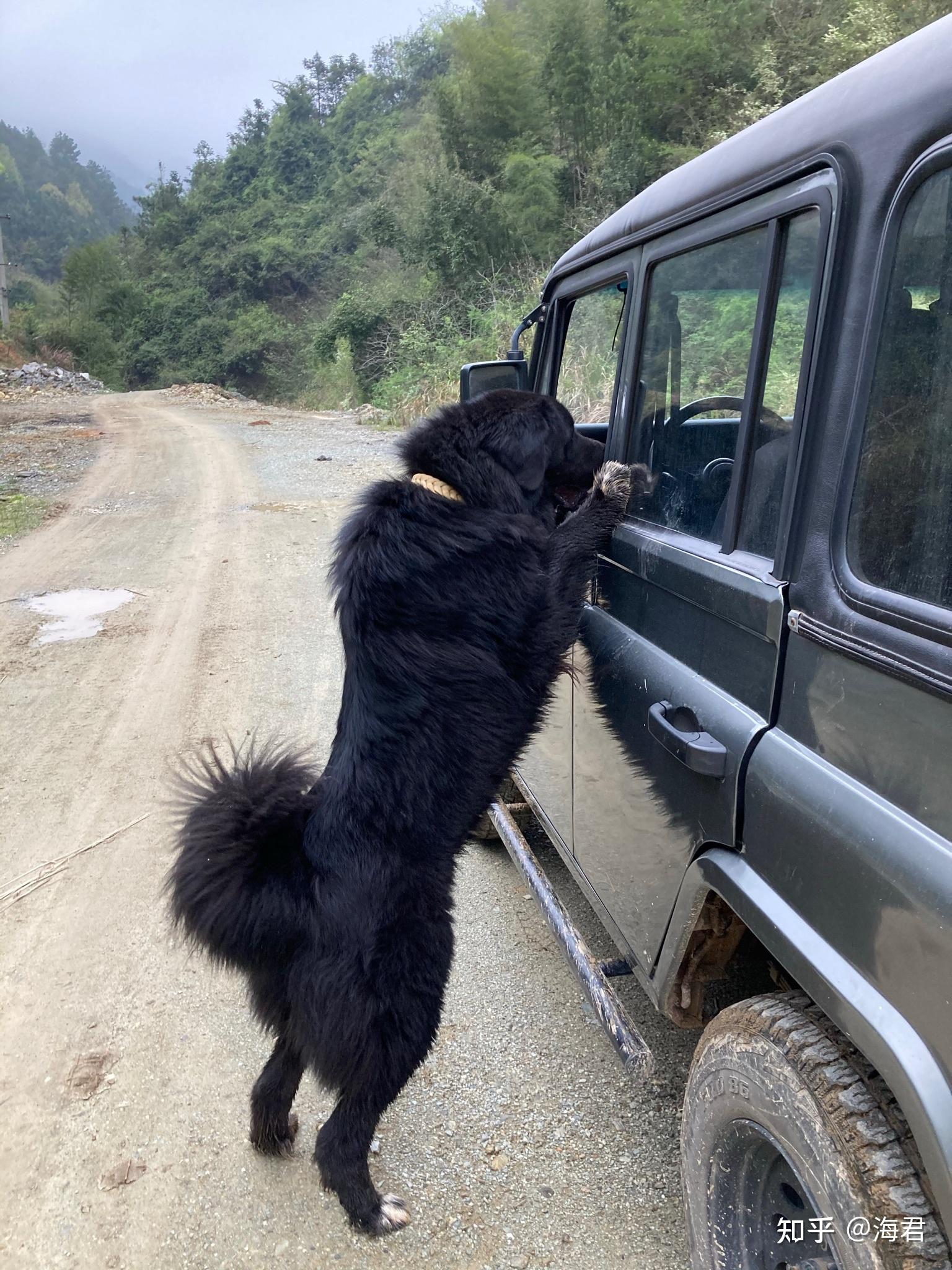 养一只哈萨克牧羊犬是什么样的体验