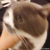 资本西侧