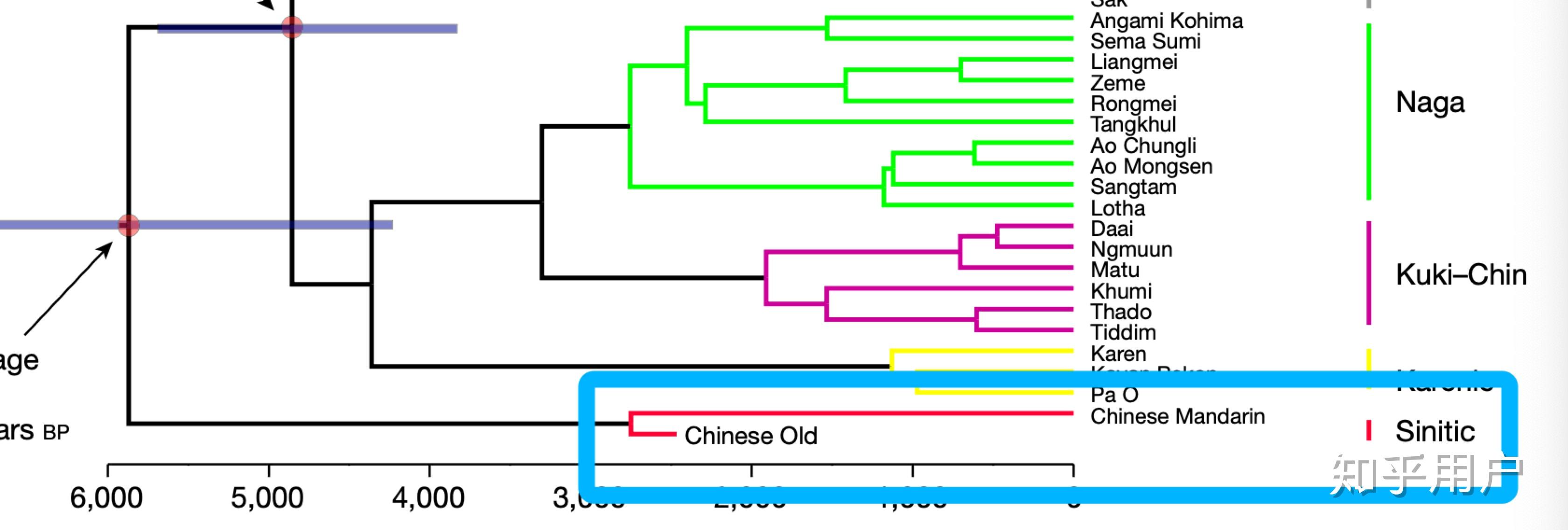 汉语在语言学谱系分类中处于一个怎样的地位? - 知乎