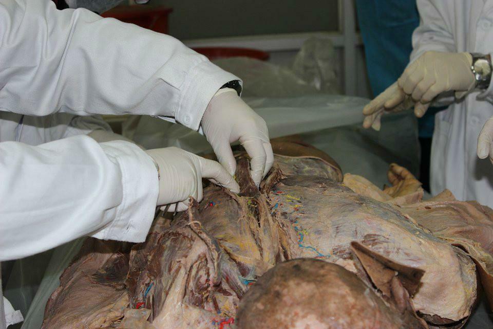 学医的女生,真的不怕尸体吗?