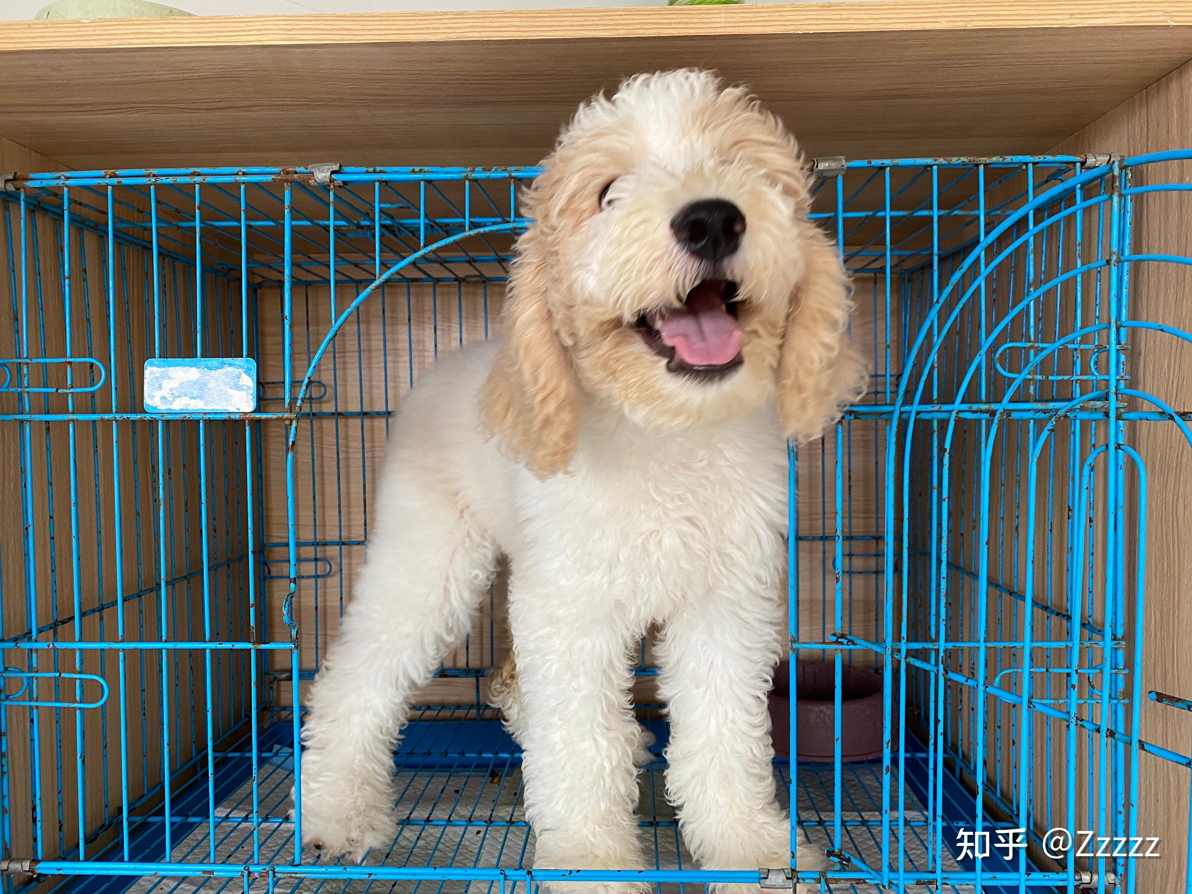 成都在哪可以买巨贵,巨型贵宾狗? - 知乎