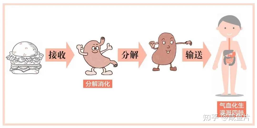 脾是“后天之本”“生化之源” - 知乎