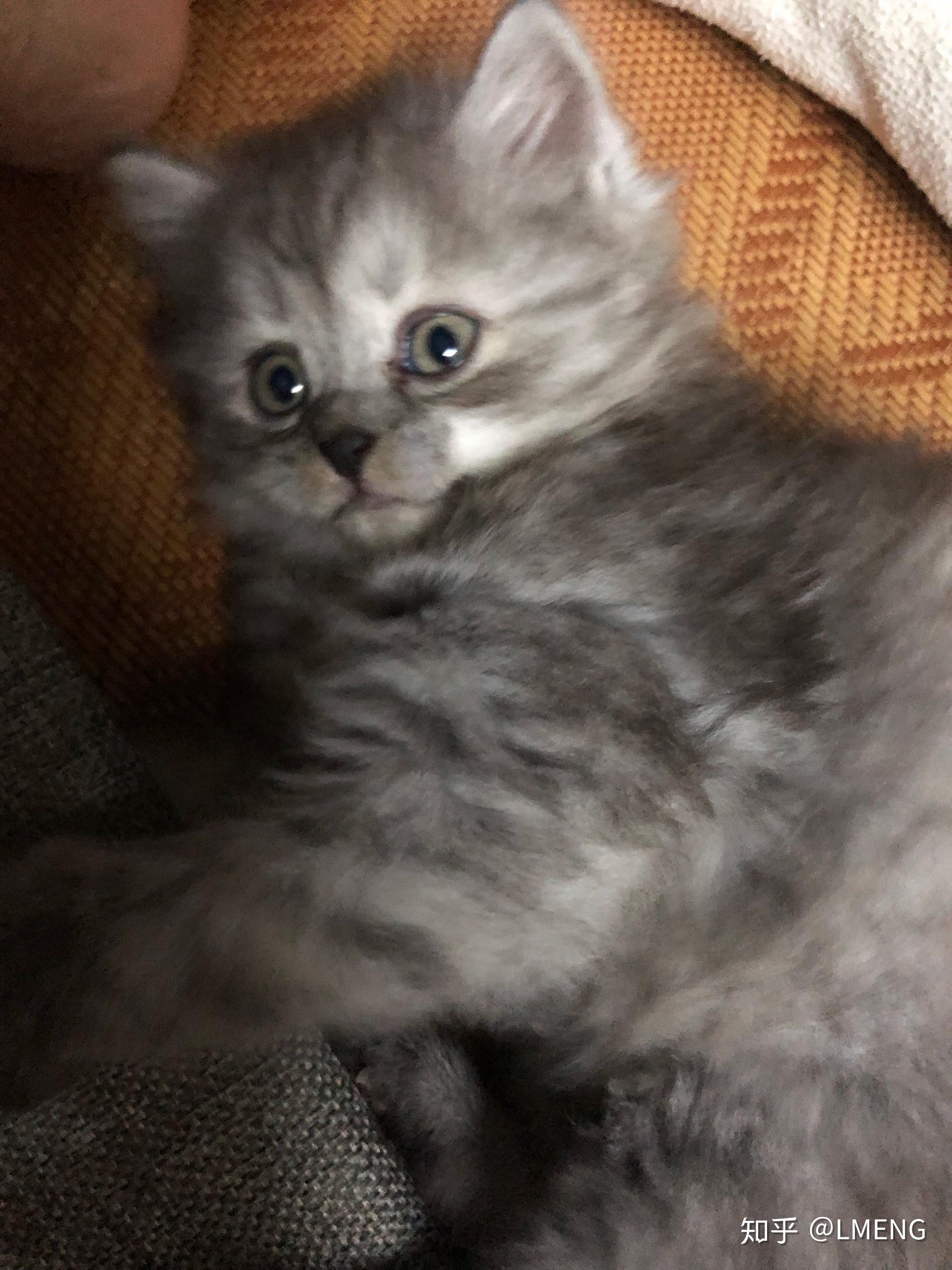 英短和土猫串串的宝宝长大了是什么样? - 知乎