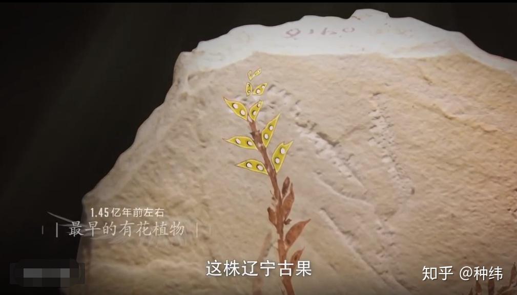 如何评价纪录片改变世界的中国植物