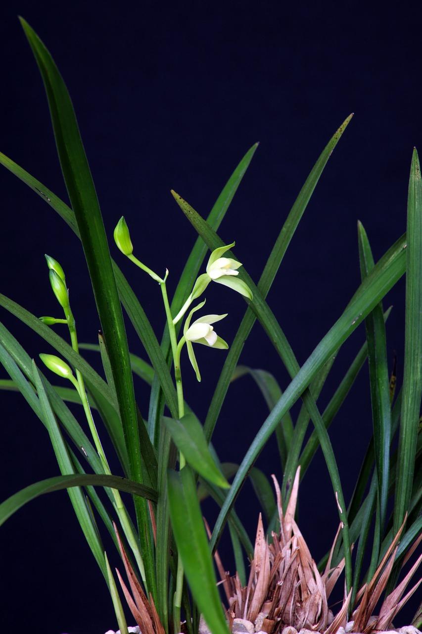2. 玉露植物习性