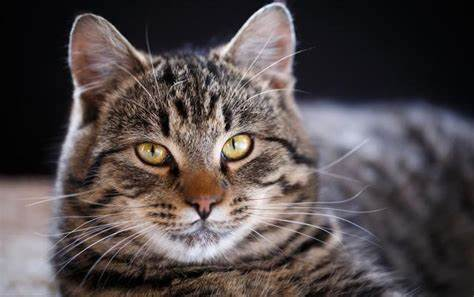 花猫 中华田园猫5大猫：狸花猫、奶牛猫、橘猫、黑猫、三花猫- 知乎