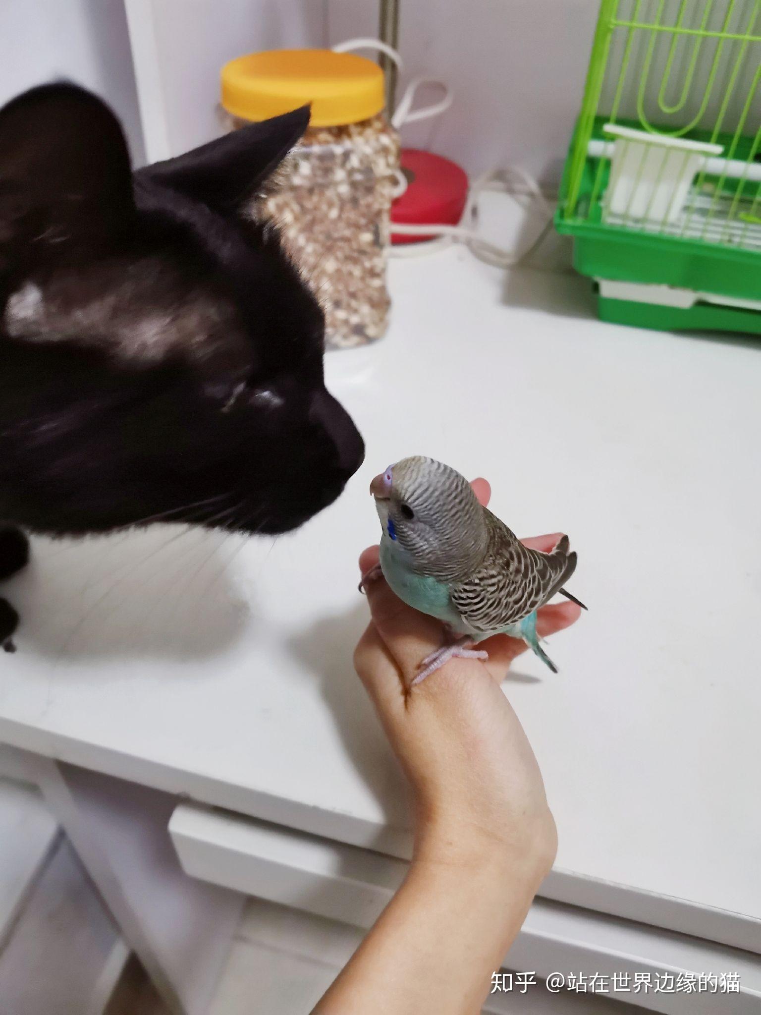 什么是玄猫，什么样的人适合养玄猫，有什么禁忌吗？ - 知乎