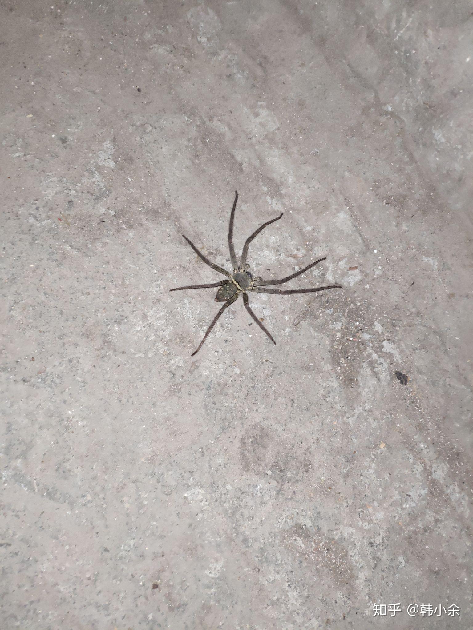 很大很可怕的大黑蜘蛛是什么蜘蛛