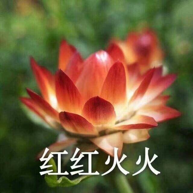 有什么适合四十多岁爸爸妈妈的微信头像