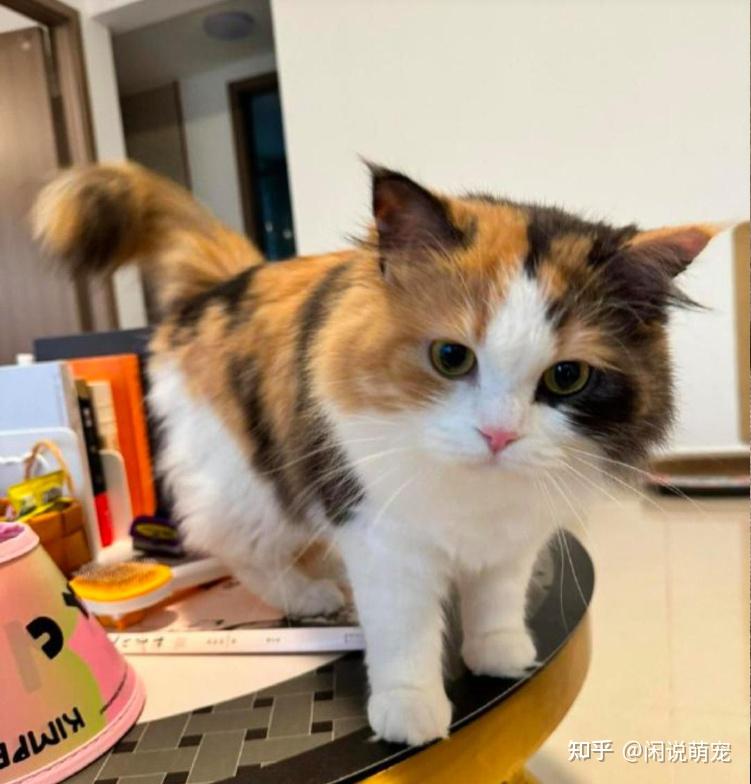 为什么说三花猫是猫界女神？猫界“刘亦菲”是否属实？ - 知乎