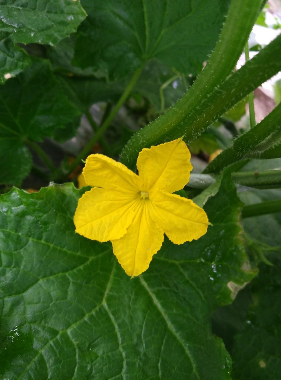 冬瓜什么季节开花