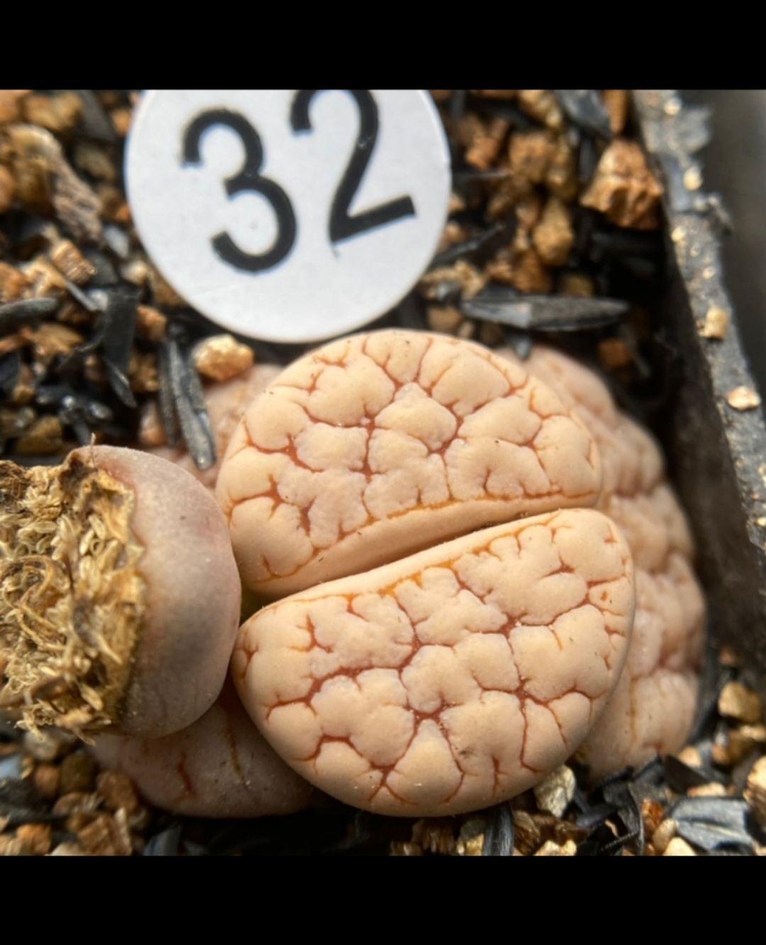 求大神认一下这是哪个编号的荒玉? - 知乎