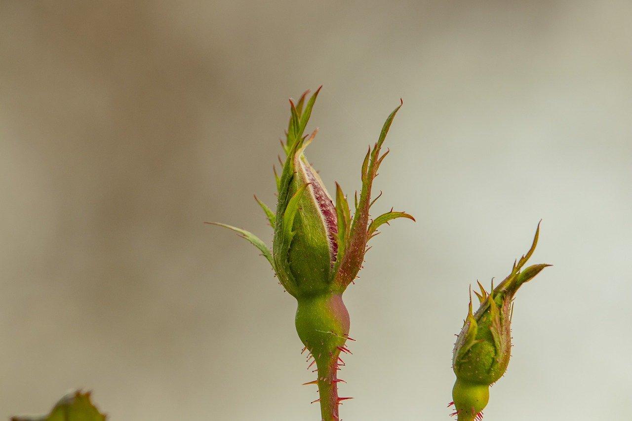 4. 香树芽炒肉丝